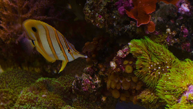 Saltwater Fish - The Magnificent Foxface