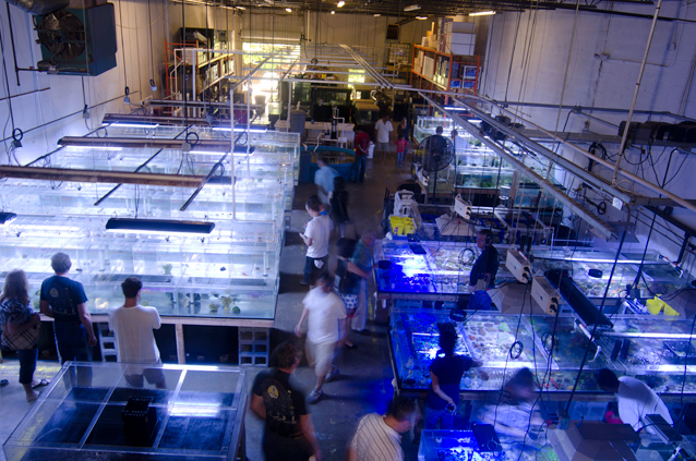 saltwater fish store